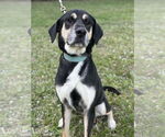 Small Huskies -Rottweiler Mix