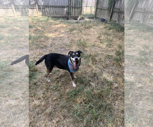 Medium Photo #2 Mutt Puppy For Sale in Jackson, MS, USA