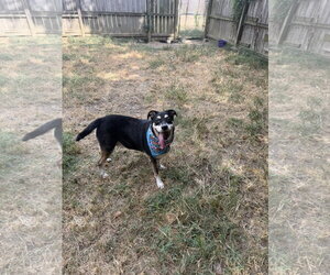 Princess Leia - Female Mutt Dog for Adoption - Photo #2