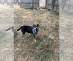 Small #1 Mutt