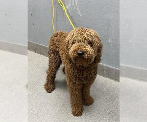 Goldendoodle Dogs for adoption in Las Vegas, NV, USA