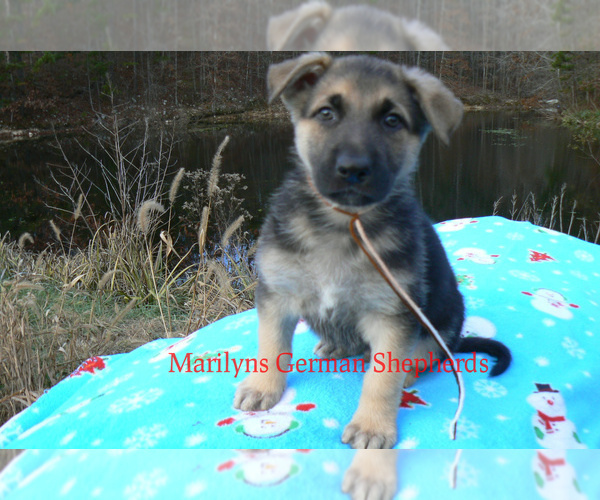 Medium Photo #1 German Shepherd Dog Puppy For Sale in PIEDMONT, MO, USA