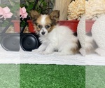 Small #1 Papillon