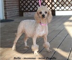 Small Photo #1 Cavapoo (Miniature) Puppy For Sale in CLARKRANGE, TN, USA