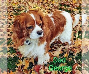 Father of the Cavalier King Charles Spaniel puppies born on 07/15/2023