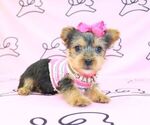 Small Photo #29 Yorkshire Terrier Puppy For Sale in LAS VEGAS, NV, USA