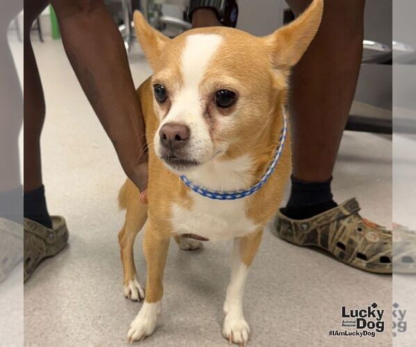 Medium Photo #2 Chihuahua-Unknown Mix Puppy For Sale in Washington, DC, USA