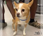 Small Photo #2 Chihuahua-Unknown Mix Puppy For Sale in Washington, DC, USA