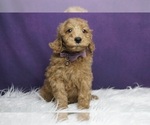 Puppy Dusty Due F1BB Goldendoodle (Miniature)