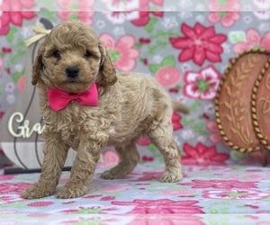 Poodle (Toy) Puppy for sale in LANCASTER, PA, USA