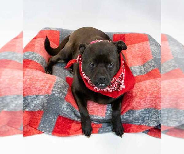 Medium Photo #2 Miniature Bulldog Puppy For Sale in Kennesaw, GA, USA