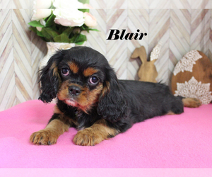 Mother of the Cavalier King Charles Spaniel puppies born on 04/18/2026