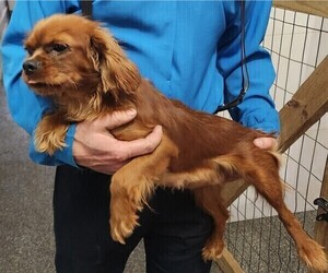 Mother of the Cavalier King Charles Spaniel puppies born on 01/15/2025