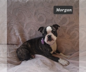 Boston Terrier Puppy for sale in POMEROY, OH, USA