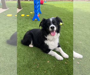 Australian Shepherd Dogs for adoption in Dallas, TX, USA