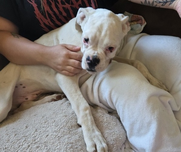 Medium Photo #25 Boxer Puppy For Sale in LAUREL, DE, USA