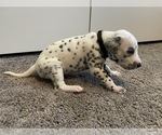 Small Photo #5 Dalmatian Puppy For Sale in SAINT PETERSBURG, FL, USA