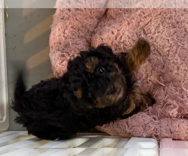 Medium Photo #9 Poodle (Miniature) Puppy For Sale in Pacolet, SC, USA