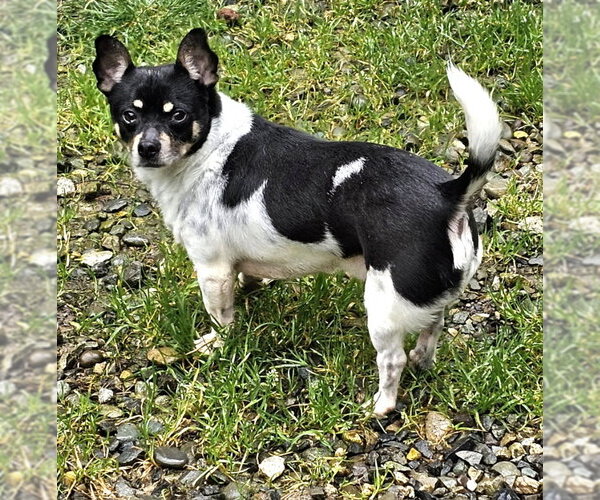 Medium Photo #1 Rat Terrier Puppy For Sale in Olalla, WA, USA