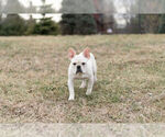 Small Photo #15 French Bulldog Puppy For Sale in WARSAW, IN, USA