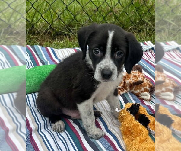 Medium Photo #3 Bulldog-Labrador Retriever Mix Puppy For Sale in Tarrytown, GA, USA