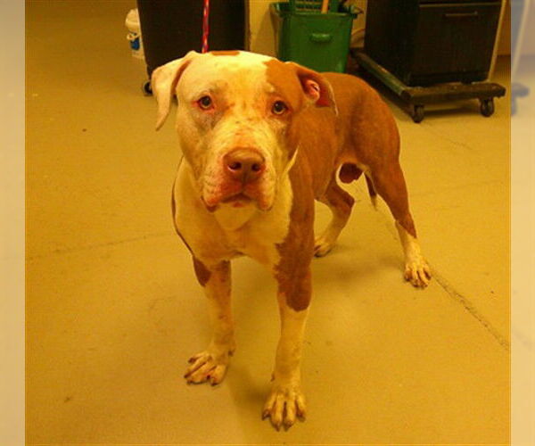 Medium Photo #1 Bulldog-Unknown Mix Puppy For Sale in Sanford, FL, USA