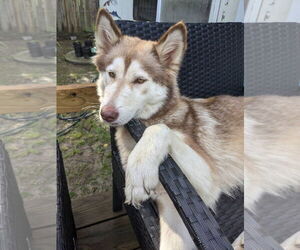 Siberian Husky Dogs for adoption in Carrollton, TX, USA