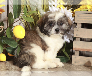 Shih Tzu Puppy for sale in MOUNT VERNON, OH, USA
