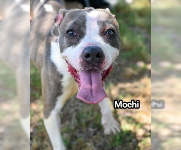 Medium Photo #3 Mutt Puppy For Sale in Glen Allen, VA, USA