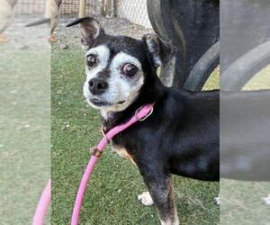 Chihuahua Dogs for adoption in Woodland, CA, USA