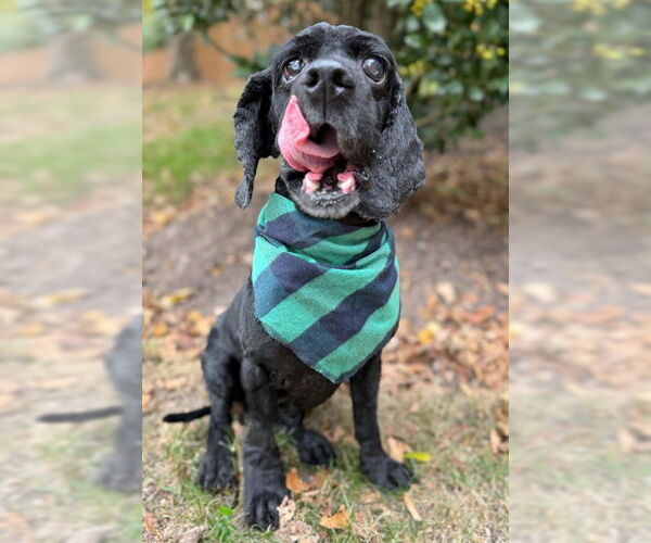Medium Photo #4 Cocker Spaniel Puppy For Sale in Arlington, VA, USA