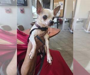 Chihuahua Dogs for adoption in San Antonio, TX, USA