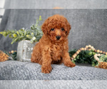 Puppy Melody Poodle (Miniature)