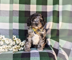 Cock-A-Poo Puppy for sale in NEW HOLLAND, PA, USA