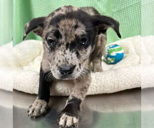 Catahoula Leopard Dog-Unknown Mix Dogs for adoption in Rockaway, NJ, USA