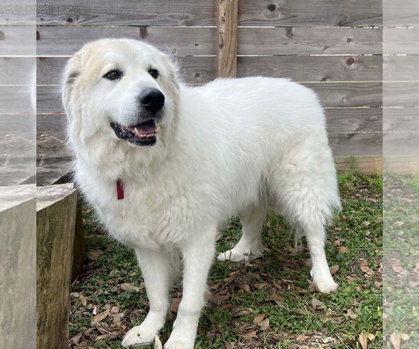 Medium Photo #7 Great Pyrenees Puppy For Sale in Spring, TX, USA