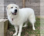Small #6 Great Pyrenees