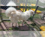 Small #7 Great Pyrenees Mix