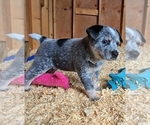 Small #2 Australian Cattle Dog
