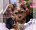 Small #5 Yorkshire Terrier