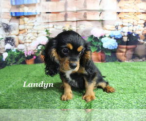 Cavalier King Charles Spaniel Puppy for sale in CHANUTE, KS, USA