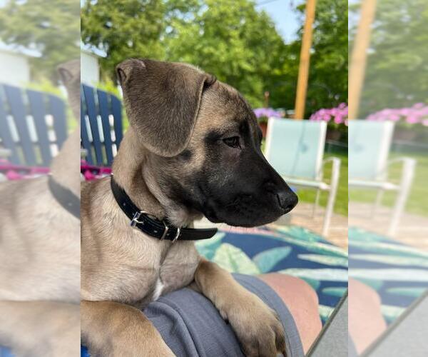 Medium Photo #6 Mutt Puppy For Sale in Rootstown, OH, USA