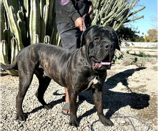 Medium Photo #2 Mastiff Puppy For Sale in Goodyear, AZ, USA