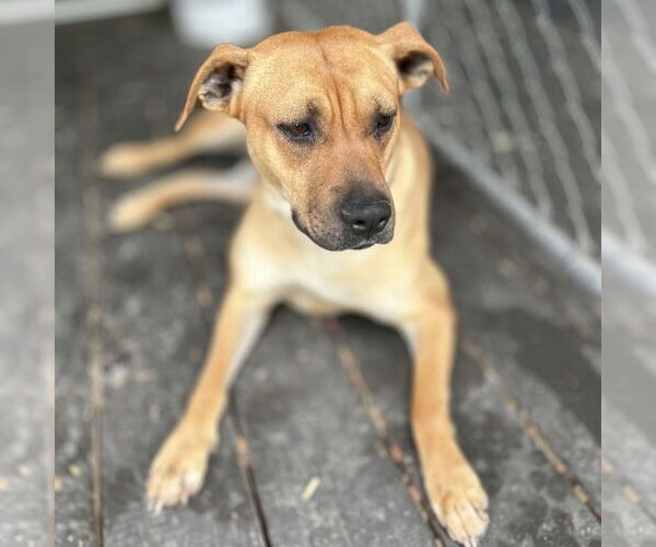 Medium Photo #7 Boxador Puppy For Sale in Boston, MA, USA