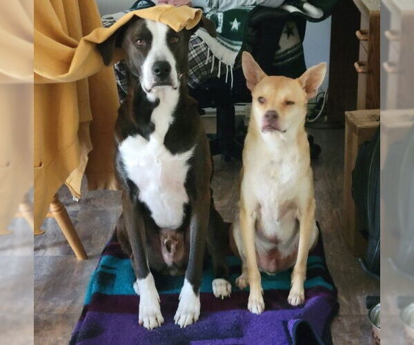 Medium Photo #11 Mutt Puppy For Sale in Oceanside, CA, USA