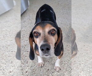 Beagle Dogs for adoption in Tampa, FL, USA
