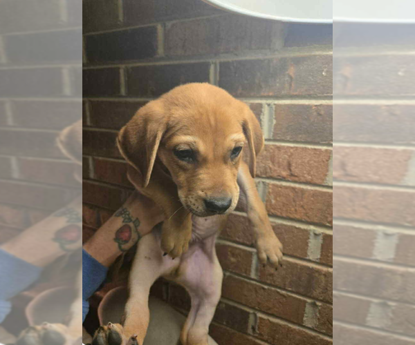 Medium Photo #7 Labrador Retriever Puppy For Sale in Holly Springs, NC, USA