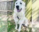 Small #1 Great Pyrenees
