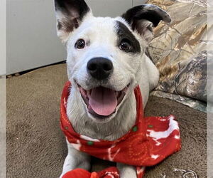 Labrador Retriever-Unknown Mix Dogs for adoption in Anchorage, AK, USA