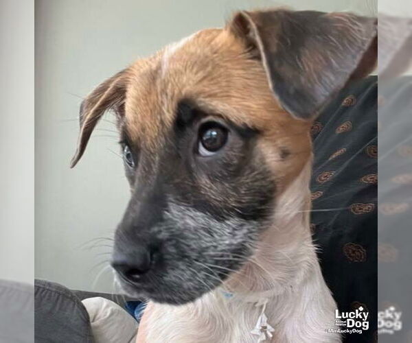 Medium Photo #6 Mutt Puppy For Sale in Washington, DC, USA